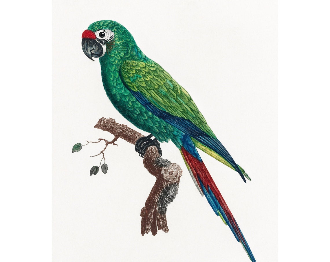 Military Macaw Art Print