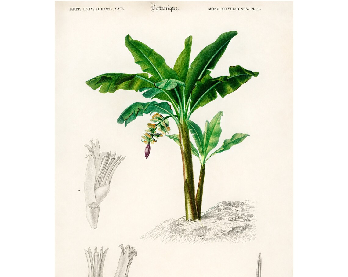 Green Chinese Dwarf Banana Plant Vintage Botanical Illustration Poster