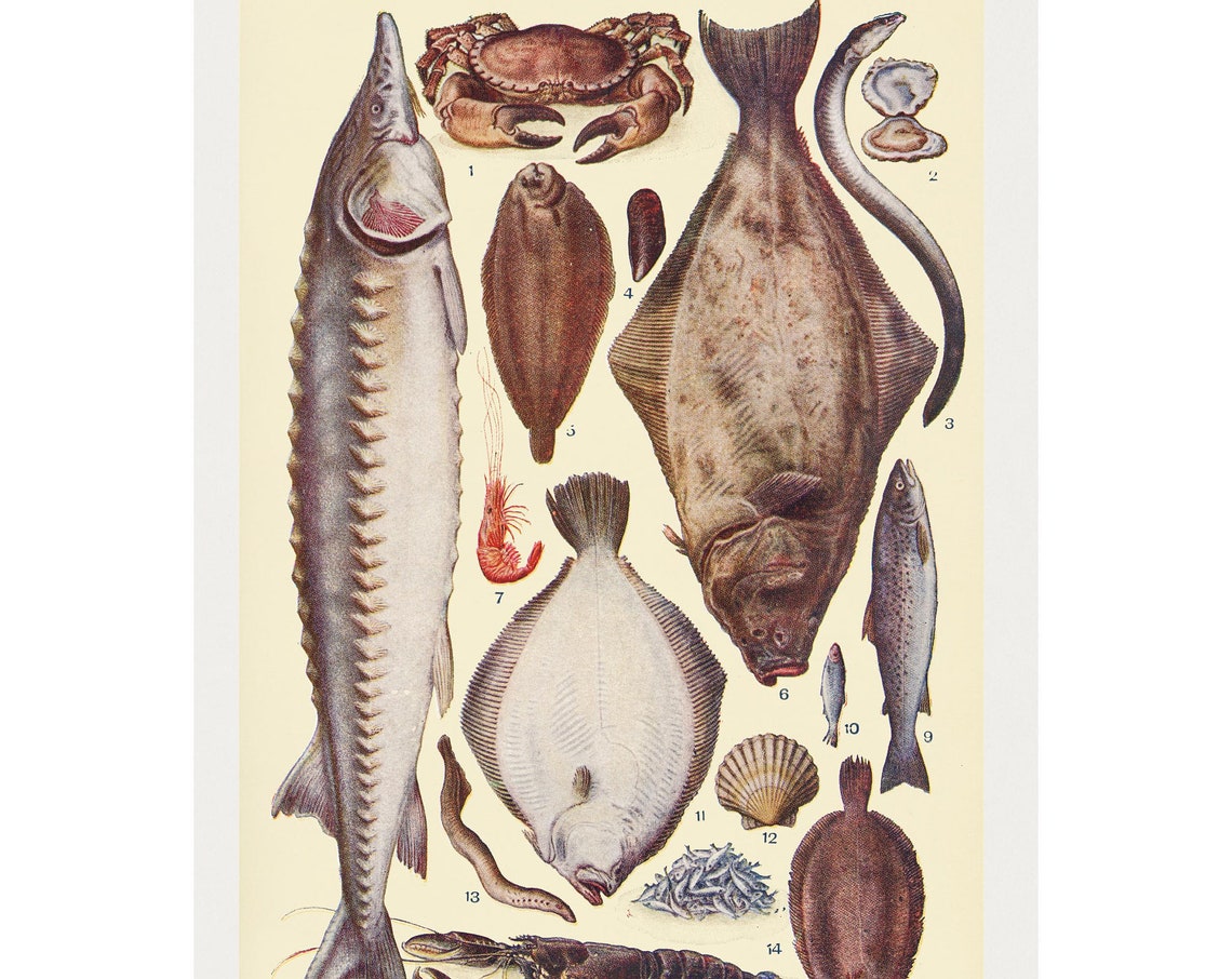 Fish Vintage Art Print