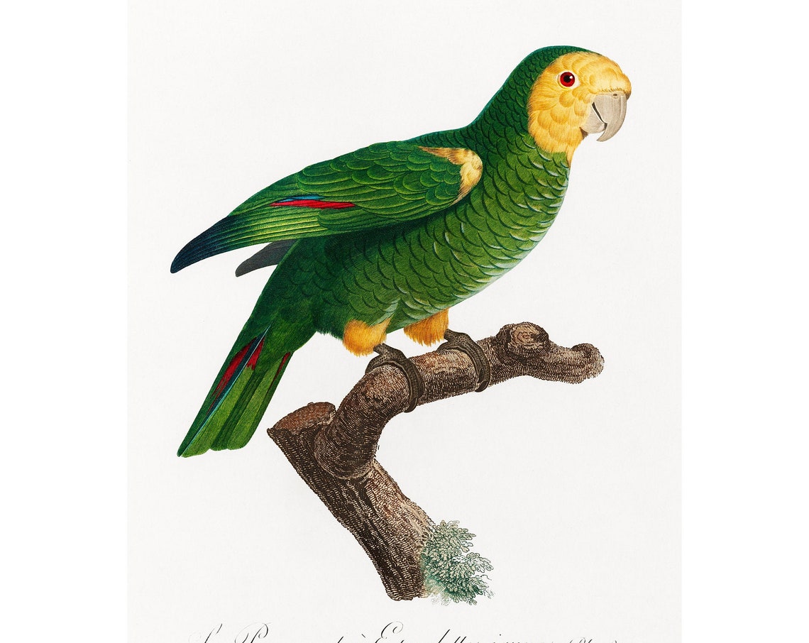 Yellow Shouldered Amazon Art Print