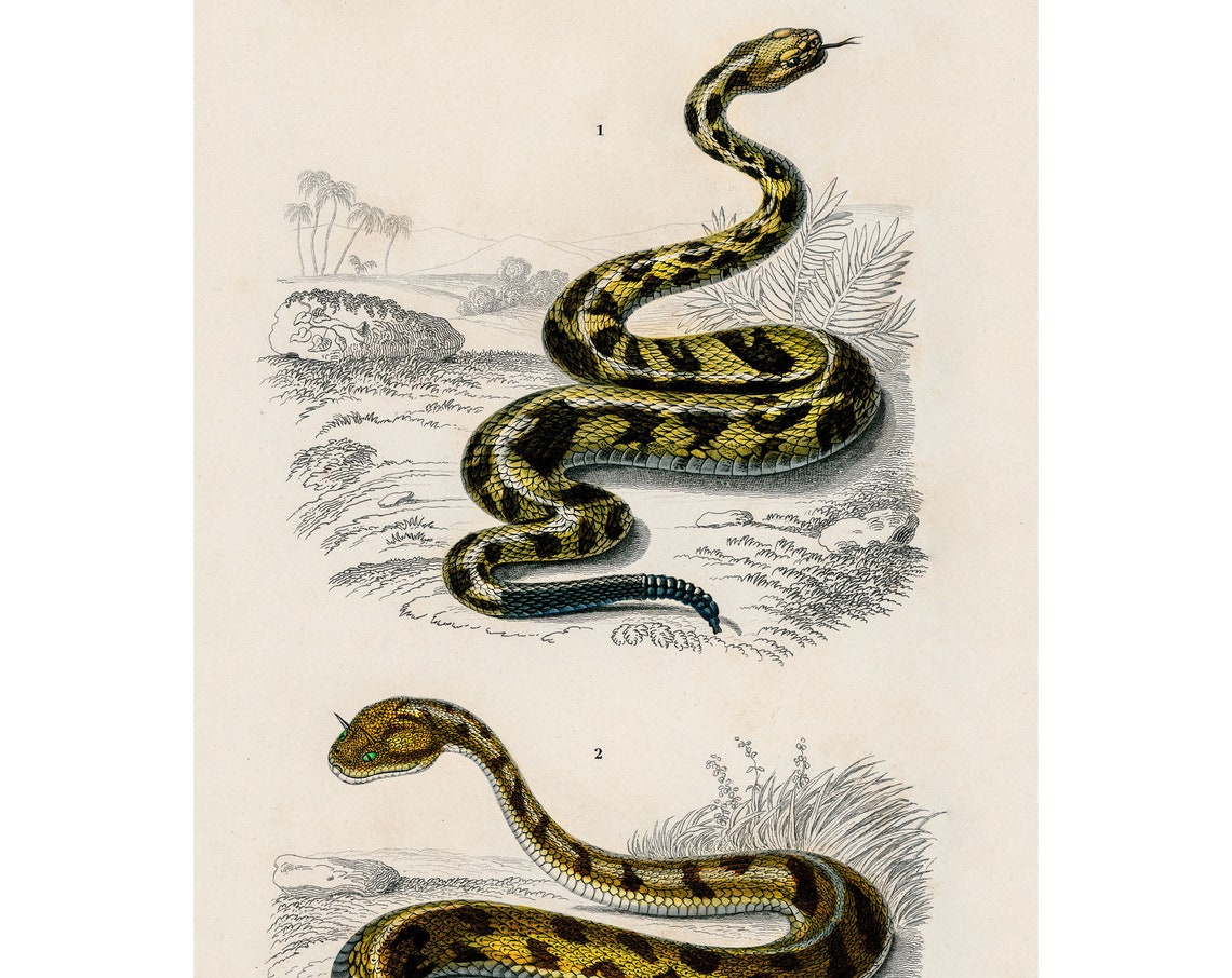 Venomous Snakes 1892 Antique Natural History Lithograph Poster