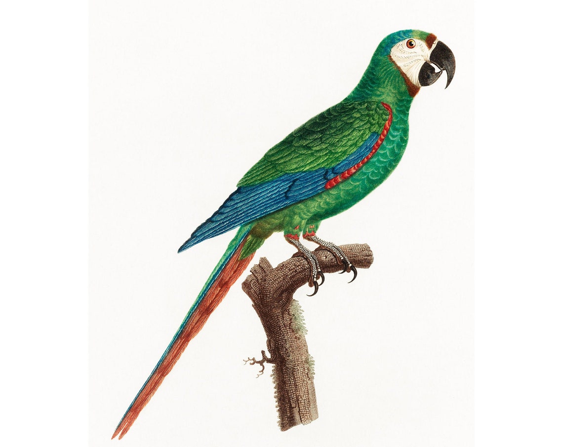 Blue Winged Macaw Art Print