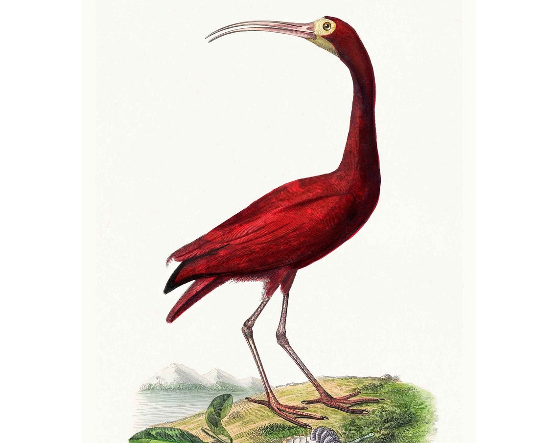 Scarlet Ibis Vintage Natural History Bird Illustration Poster