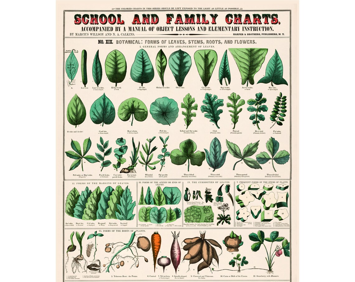 Botanical Forms of Leaves, Vintage Art Print