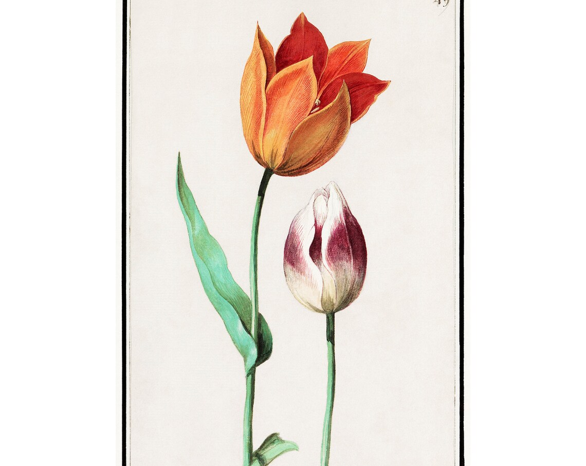 Tulip Antique Lithograph by Anselmus Botius De Boodt