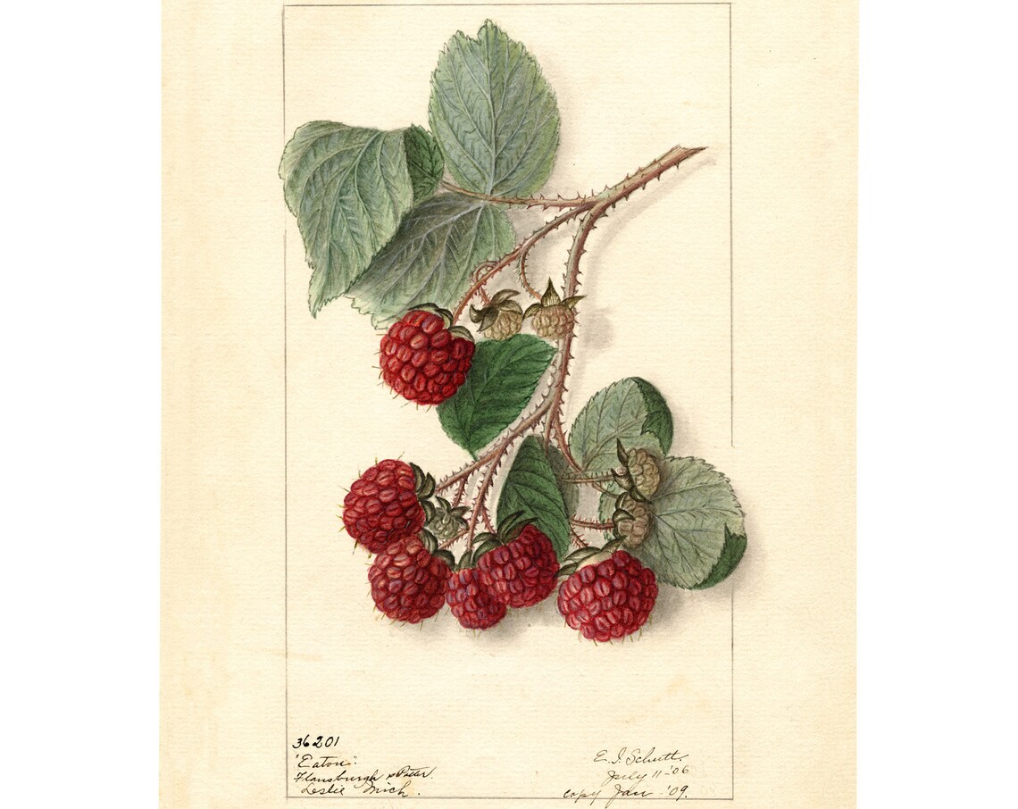 Pomological Watercolor Collection Raspberry C, Art Print