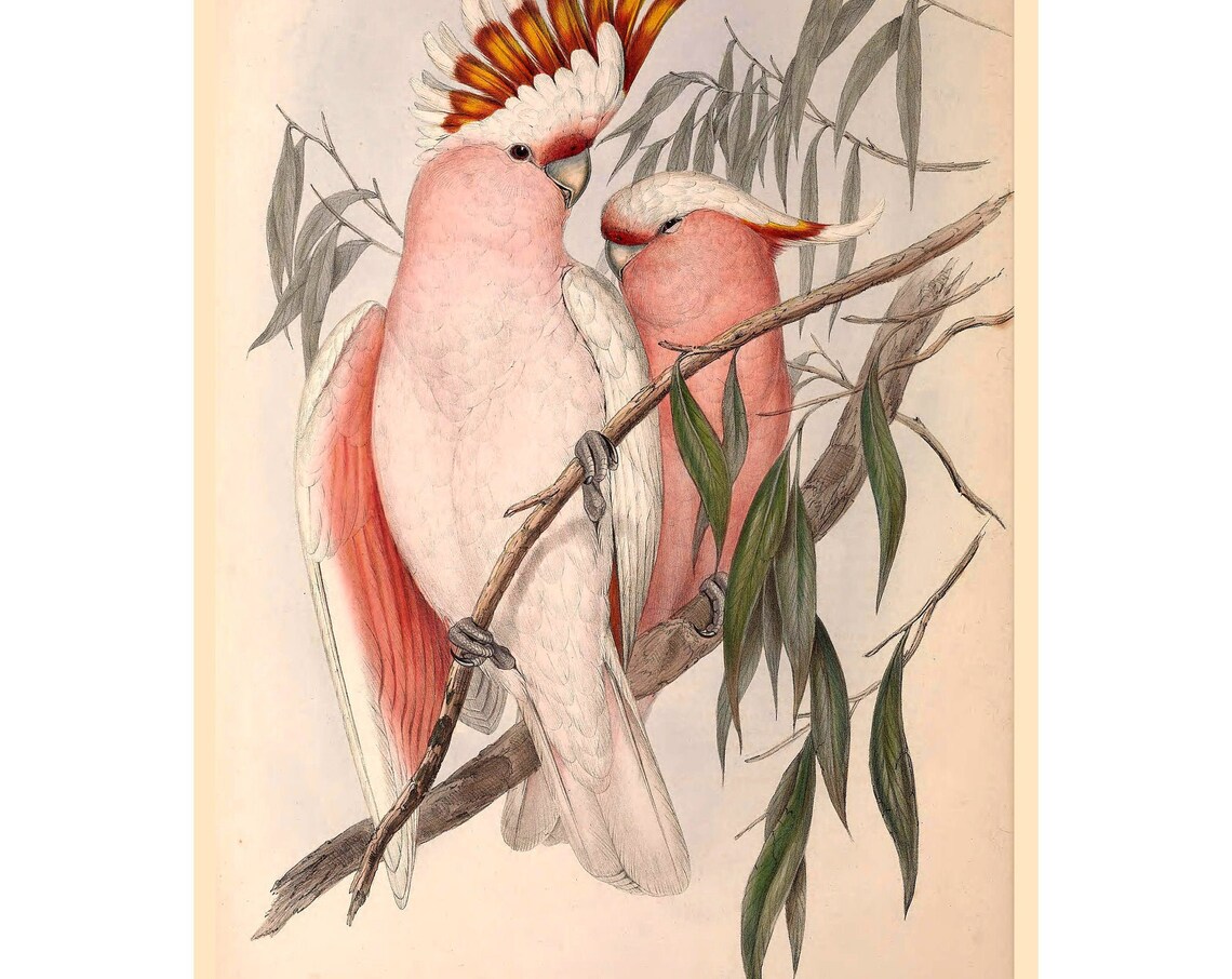 Leadbeater's Cockatoo Pair Vintage Australian Bird Art Poster