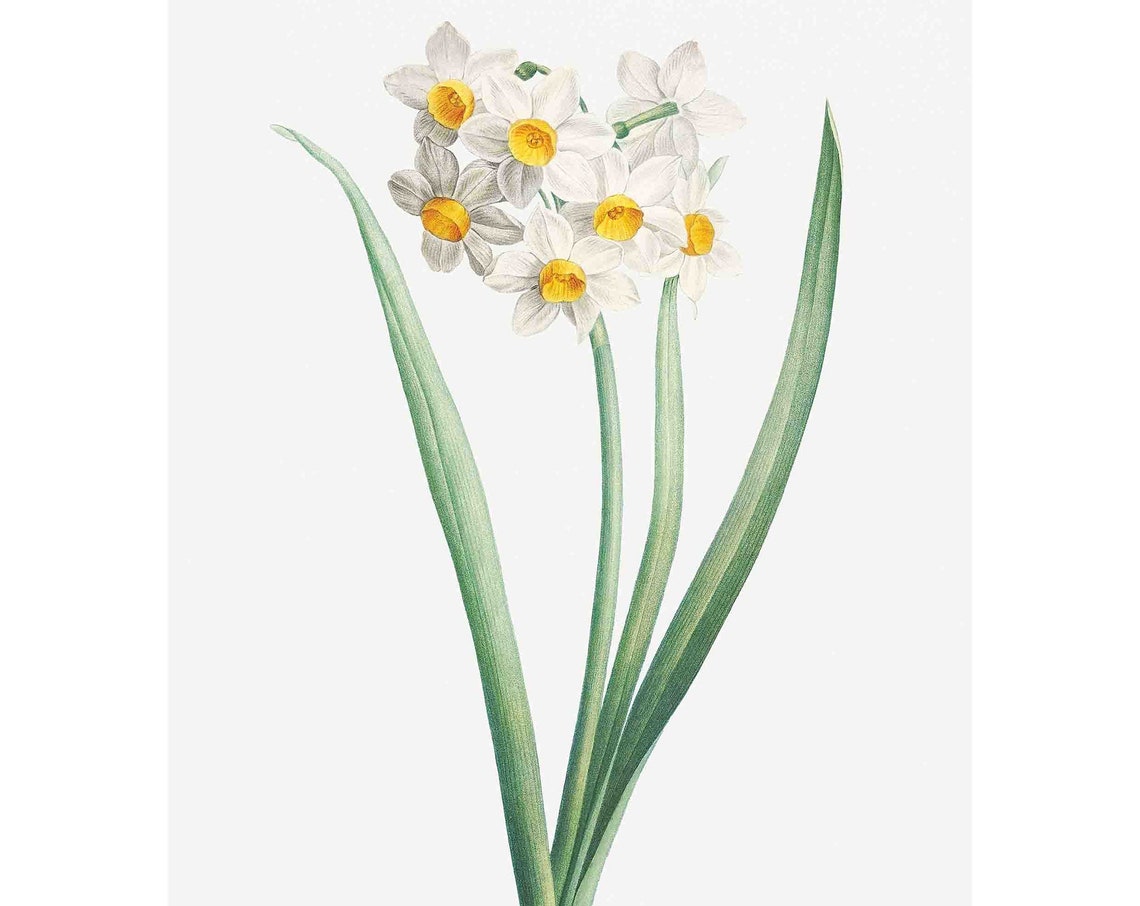 White Narcissus Vintage Print
