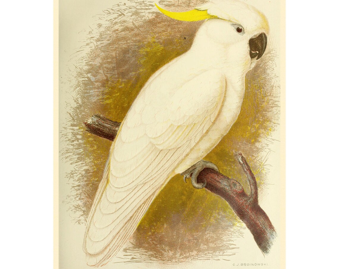 Greater Sulphur Crested Cockatoo Art Print