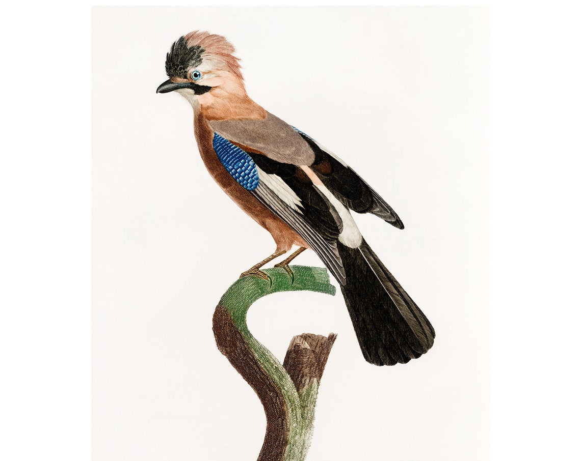 Eurasian Jay Art Print