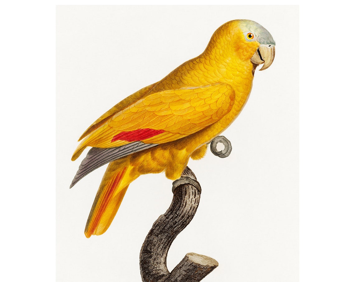 Peach Fronted Conure Art Print