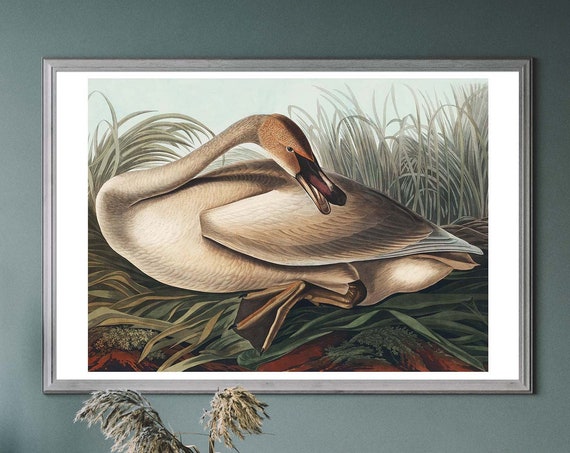 Trumpeter Swan Vintage Art Print Birds Of America Decor Antique Bird Illustration John Audubon Poster