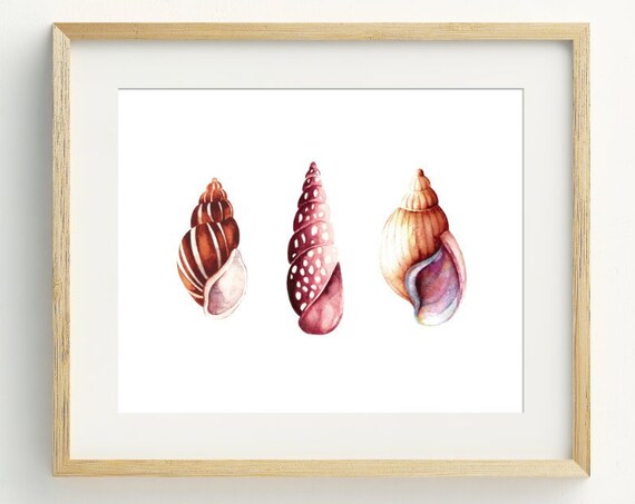Watercolor Seashell Trio Coastal Beach House Nautical Wall Art Print