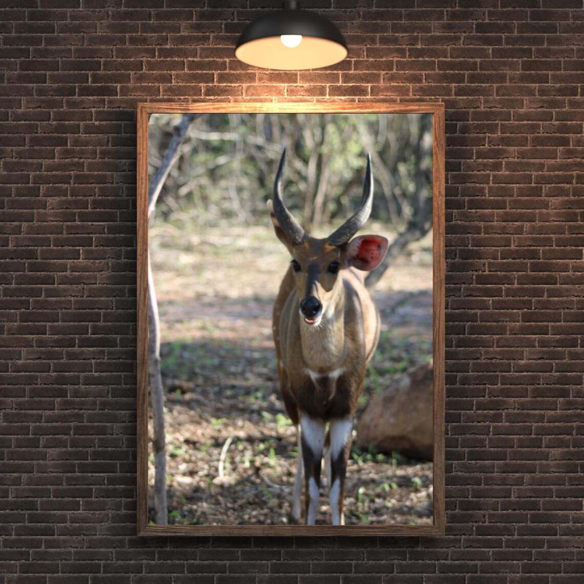 Nyala Antelope Standing Alert Among Trees In The Woodland Poster - Image 2