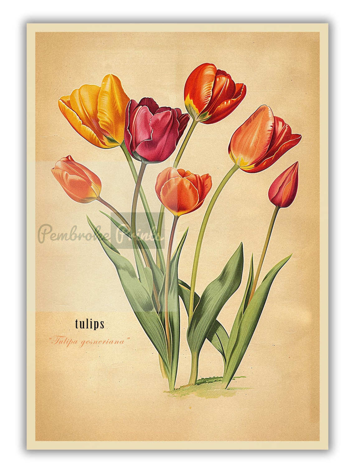 Vintage Tulips Art Print, Antique Botanical Poster - Image 3