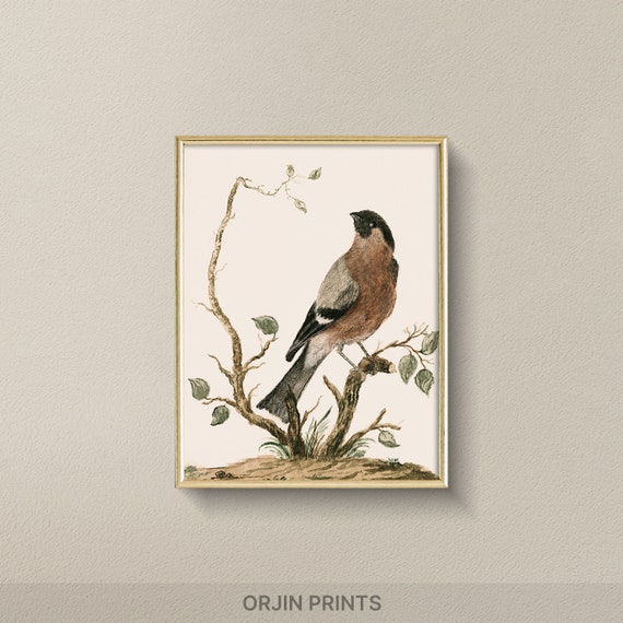 Forest Harmony Colorful Bullfinch Art Print Nature Inspired Wall Decor Orjin Prints 1007