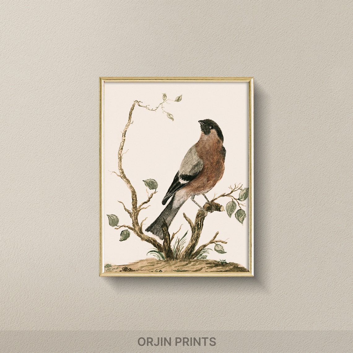 Male Bullfinch Perched Branch Vintage Bird Illustration Art Poster