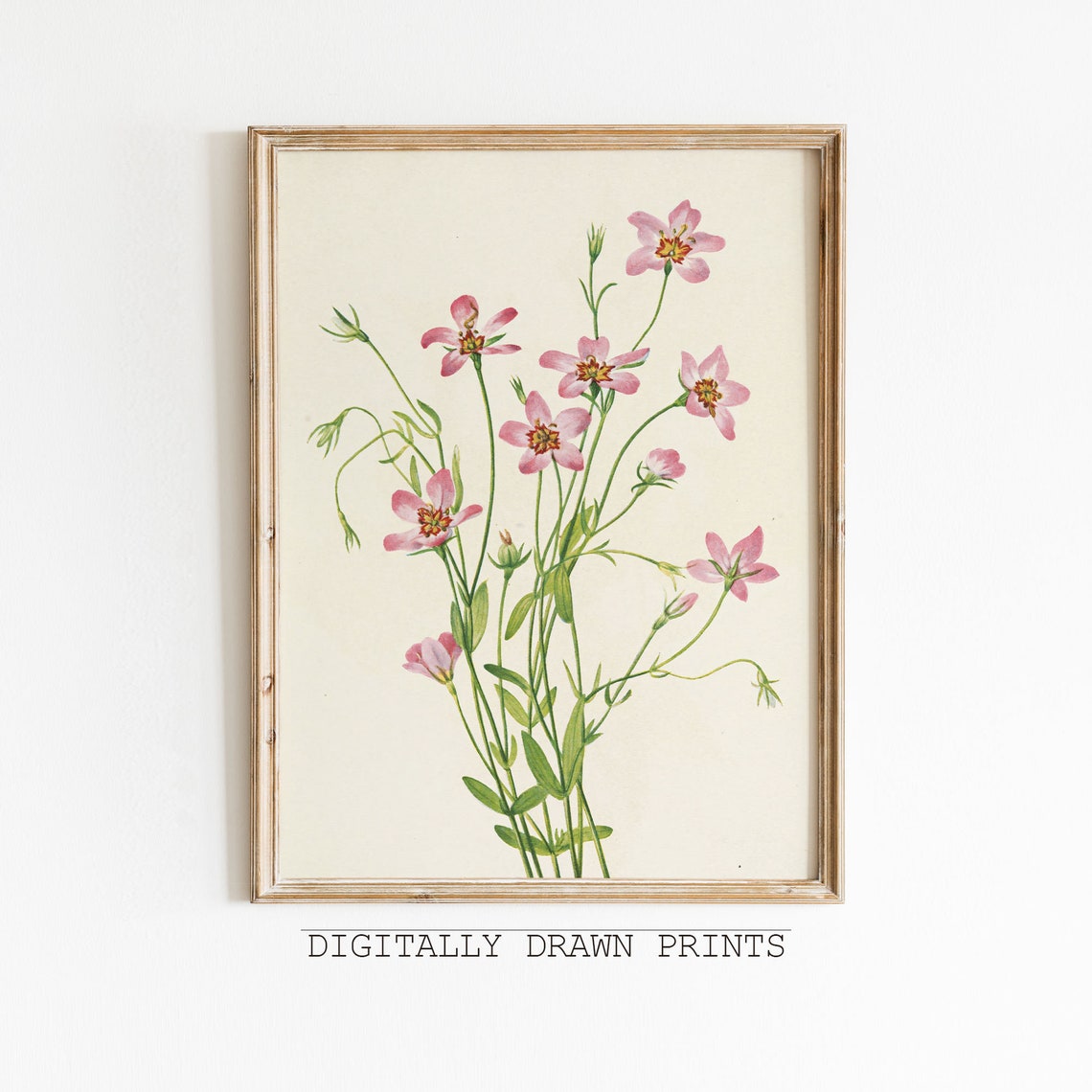 Pink Cosmos Flowers Vintage Botanical Illustration Garden Art Poster