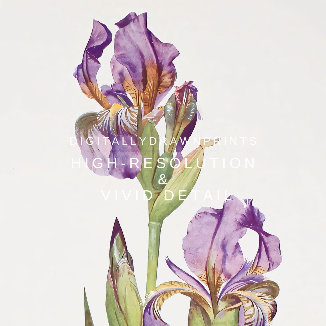 Purple Iris Blooms Vintage Botanical Illustration Floral Art Poster - Image 2