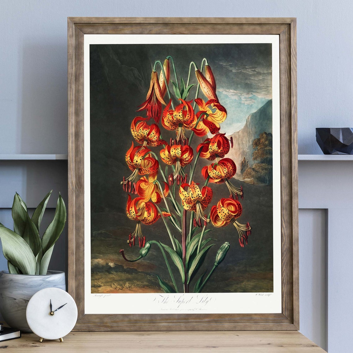 The Superb Lily Thornton Botanical Vintage Flower Art Poster - Image 3