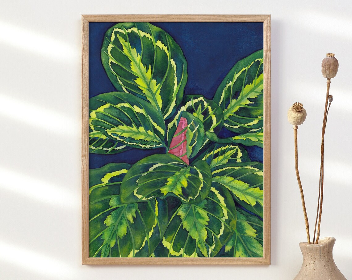 Calathea Roseopicta Variegated Leaves On Navy Watercolor Art Poster