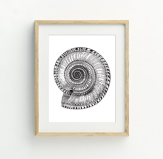 Black And White Nautilus Shell Engraving Print Coastal Sea Shell Wall Art Poster