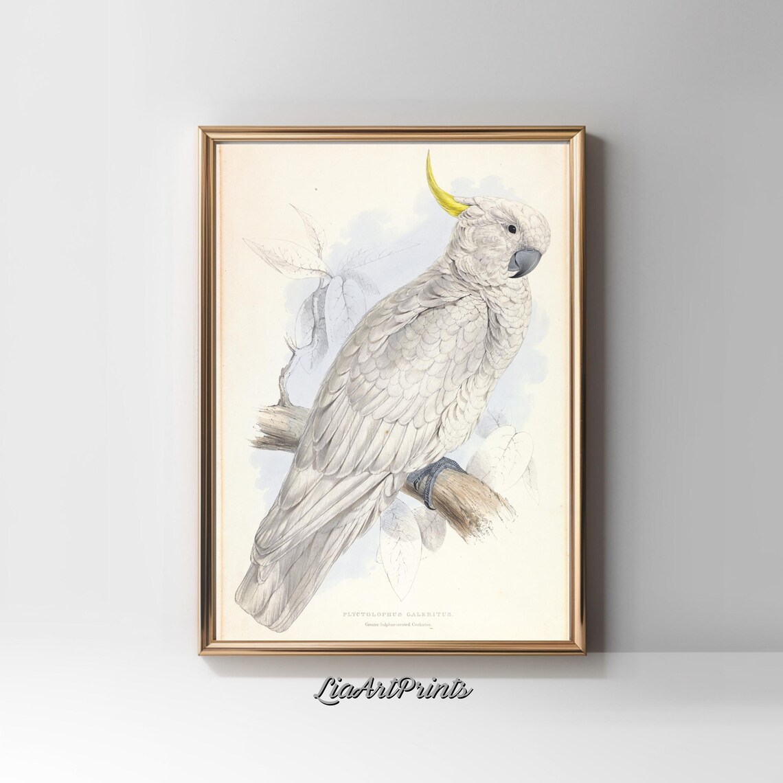 Sulphur Crested Cockatoo Vintage Natural History Illustration Poster - Image 4