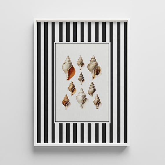 Nine Vintage Whelk Shell Illustrations Striped Coastal Poster