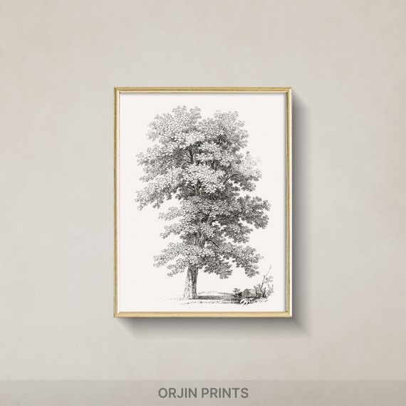 Vintage Tree Art Print Vibrant Nature Illustration Wall Decor Orjin Prints 8510