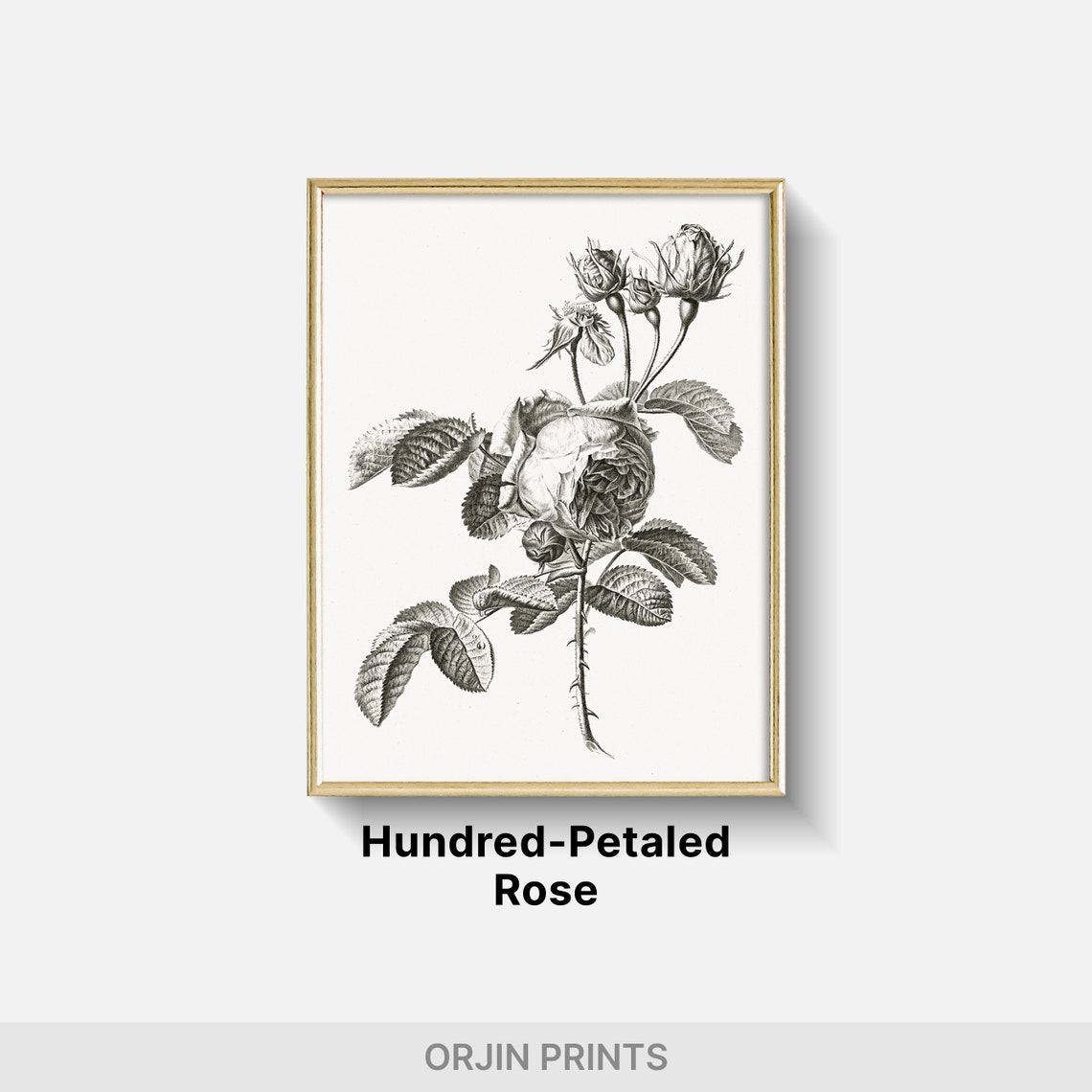 Detailed Rose Botanical Engraving Buds Black White Art Poster - Image 2