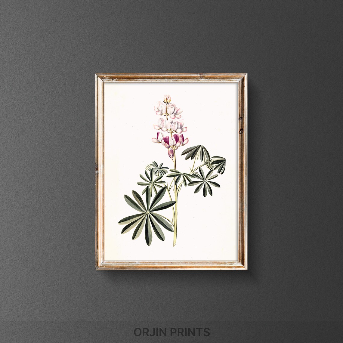 Pink White Lupin Botanical Print, Spring Decor