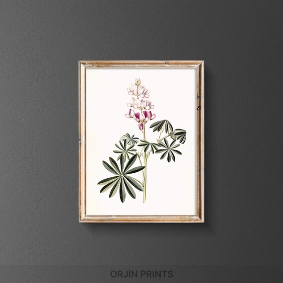Pink White Lupin Botanical Print, Spring Decor