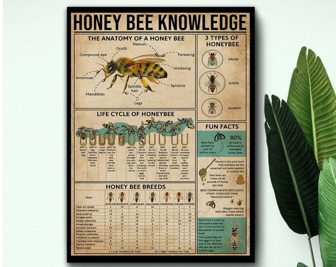 Honey Bee Knowledge, Anatomy and Life Cycle Poster - Image 3