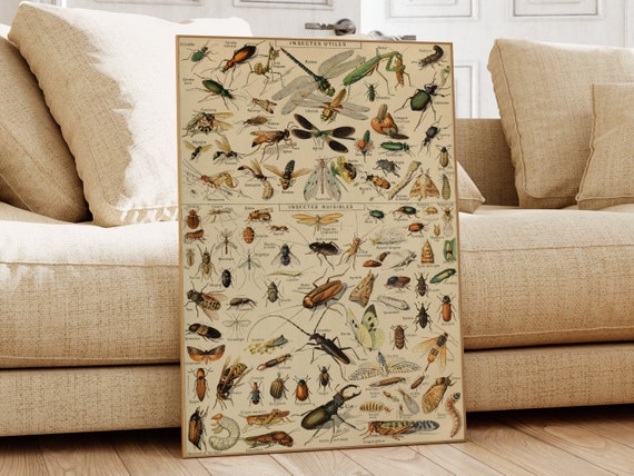 Adolphe Millot Print Insects Antique Wall Art Vintage Art Adolphe Millot Print Vintage Botanical Art