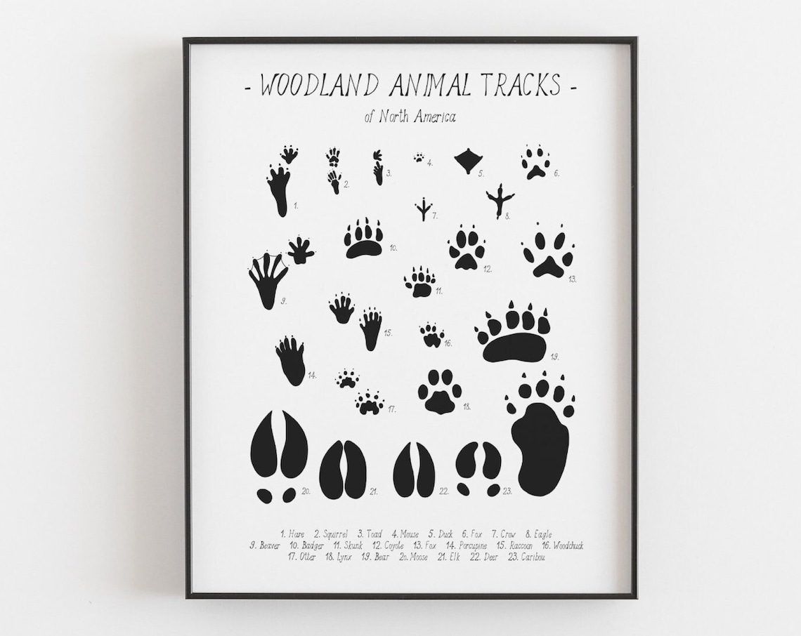 Animal Tracks Print, Woodland Tracks Poster