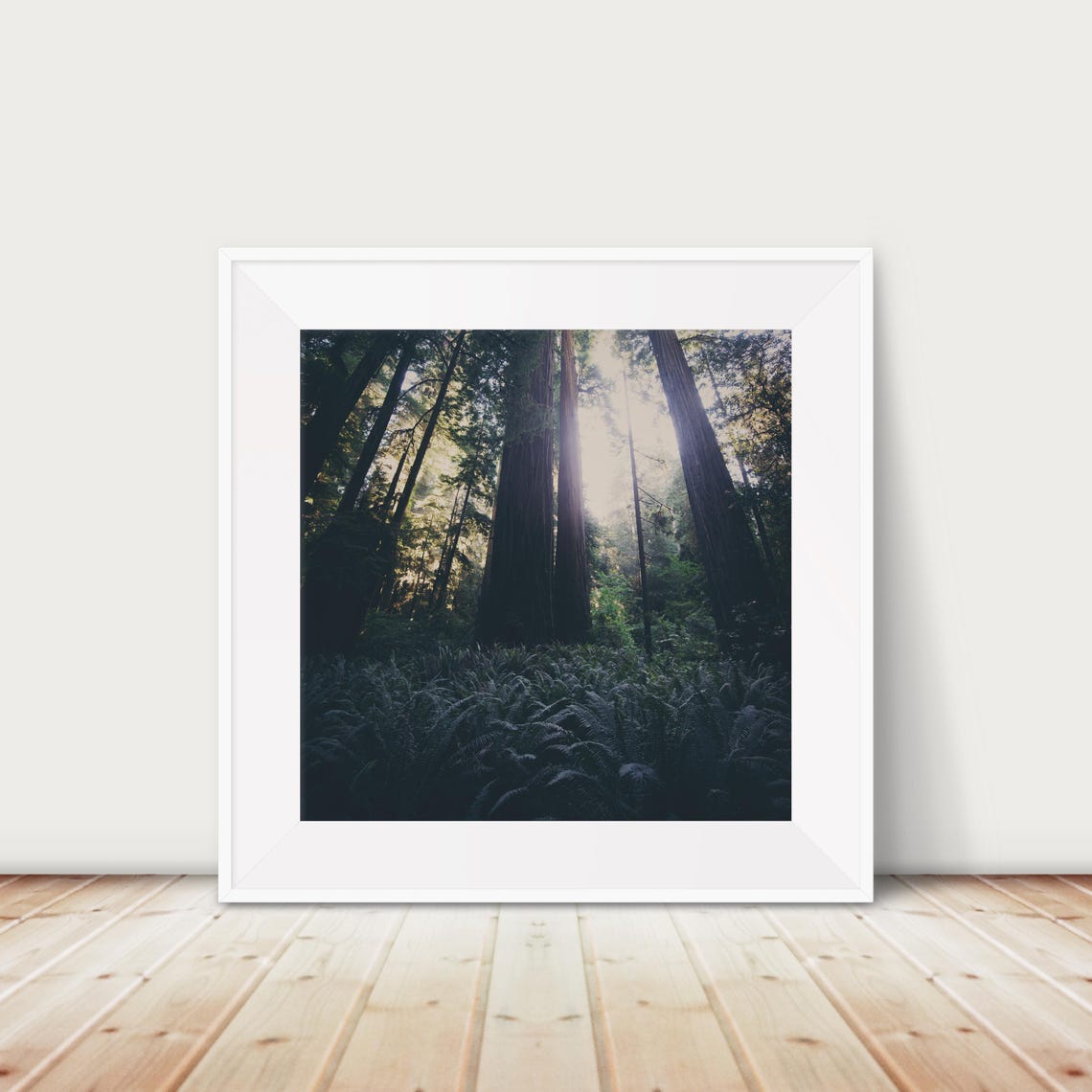 Tall Towering Redwoods Rising Above Misty Forest Ferns Photo Print