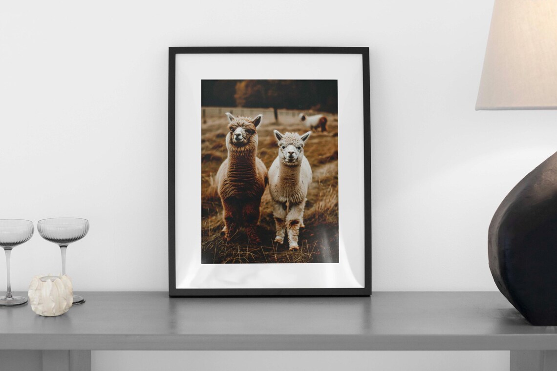 Alpaca Pair on a Golden Autumn Pasture Photographic Art Poster - Image 4