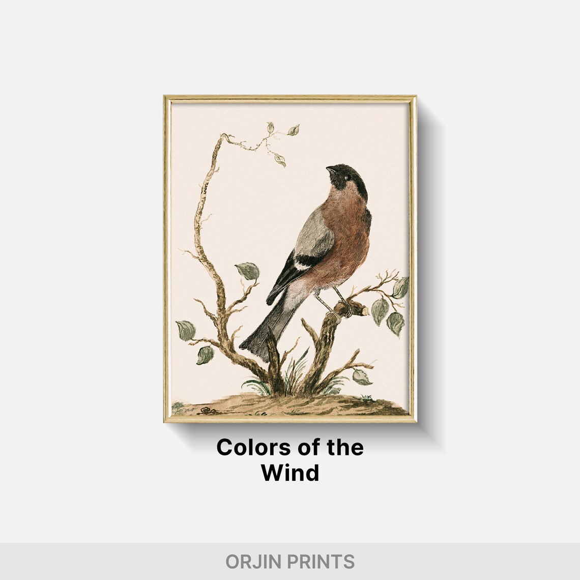 Male Bullfinch Perched Branch Vintage Bird Illustration Art Poster - Image 2