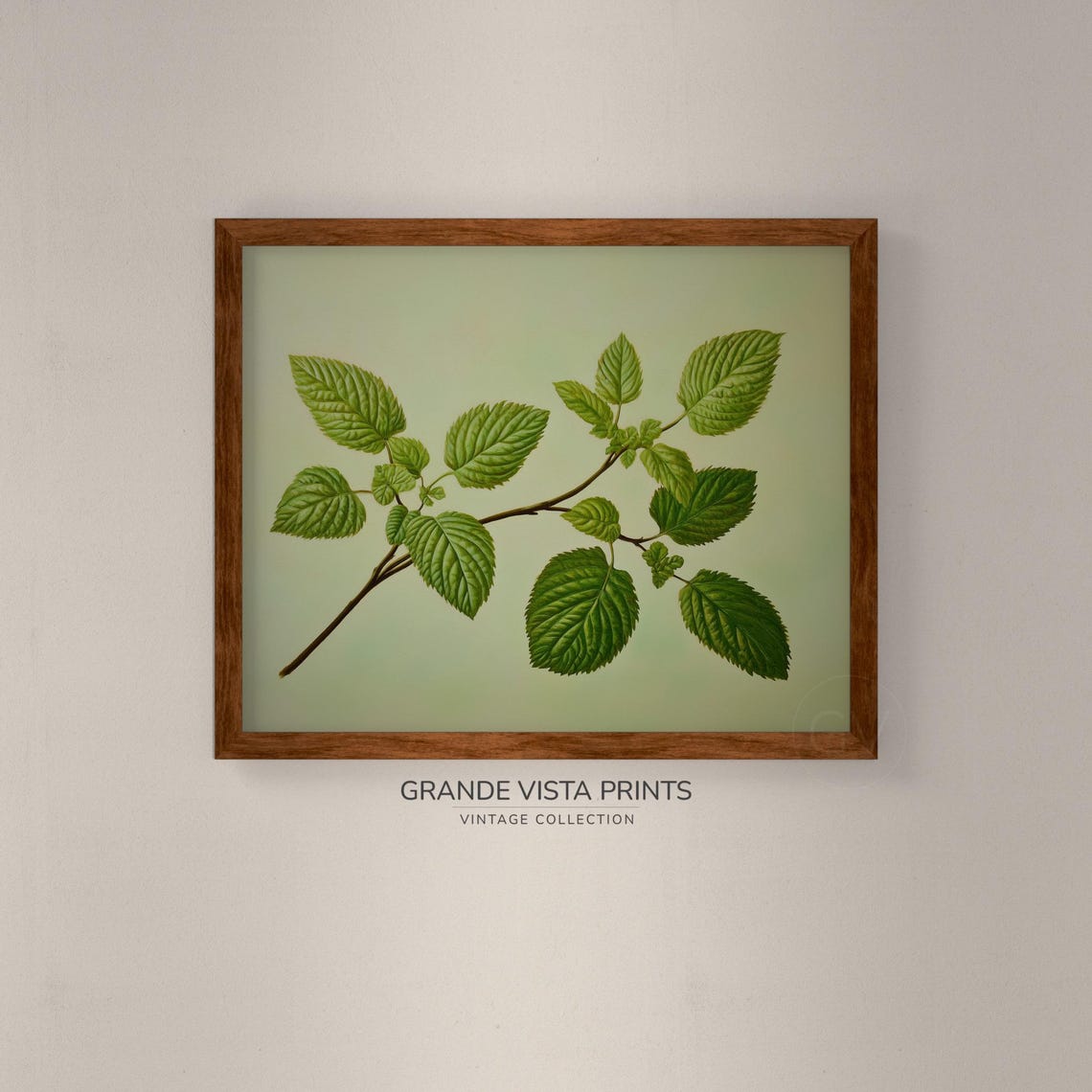 Green Leaf Branch Botanical Study Pale Sage Vintage Nature Wall Art - Image 4