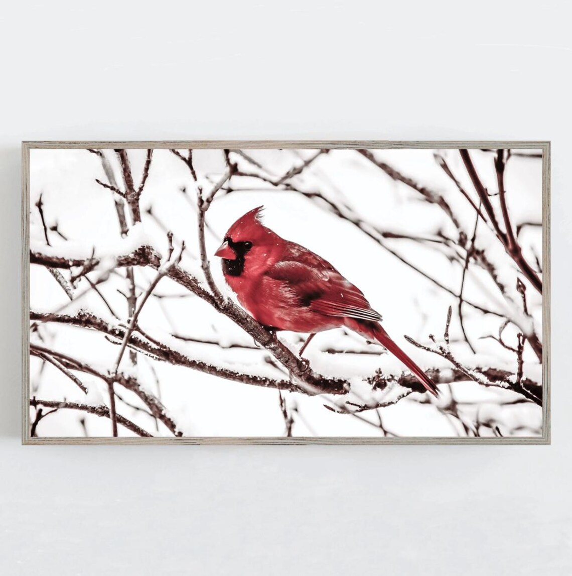 Red Cardinal Perched on Snowy Branch Winter Bird Photography Poster