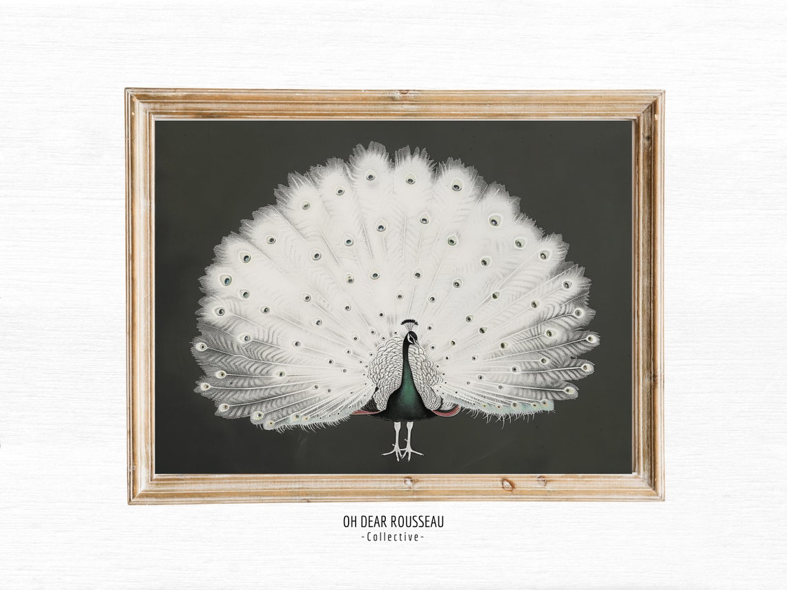 White Peacock With Fanned Tail on Dark Vintage Bird Art Poster