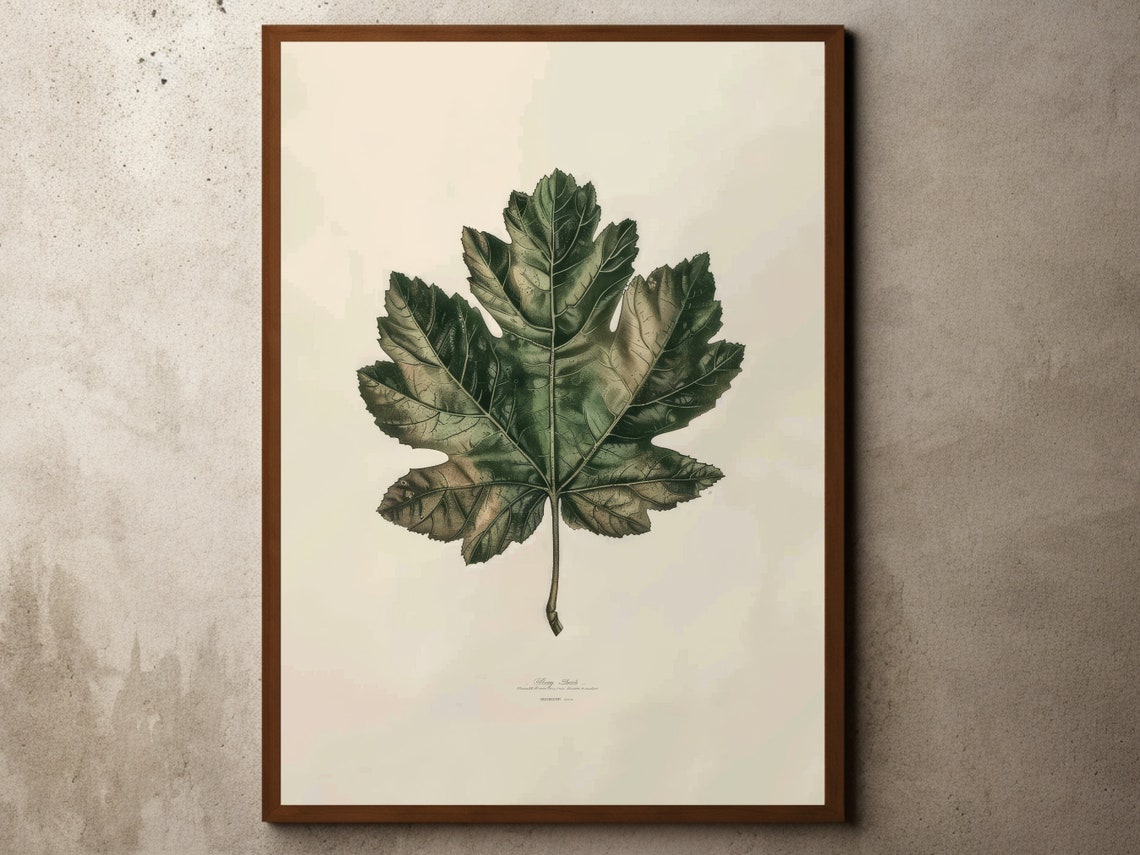 Vintage Green Maple Leaf Botanical Study Antique Farmhouse Print