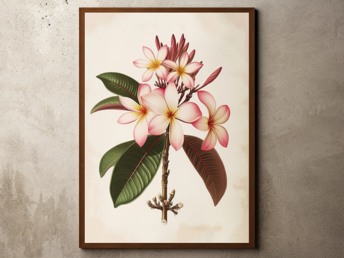 Pink Frangipani Botanical Illustration Vintage Flower Poster