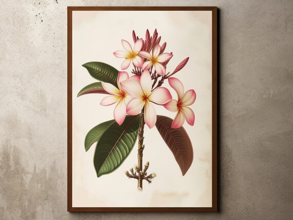 Vintage Flower Drawing Rustic Antique Farmhouse Print Botanical Sketch Tropical Frangipani Painting Illustration