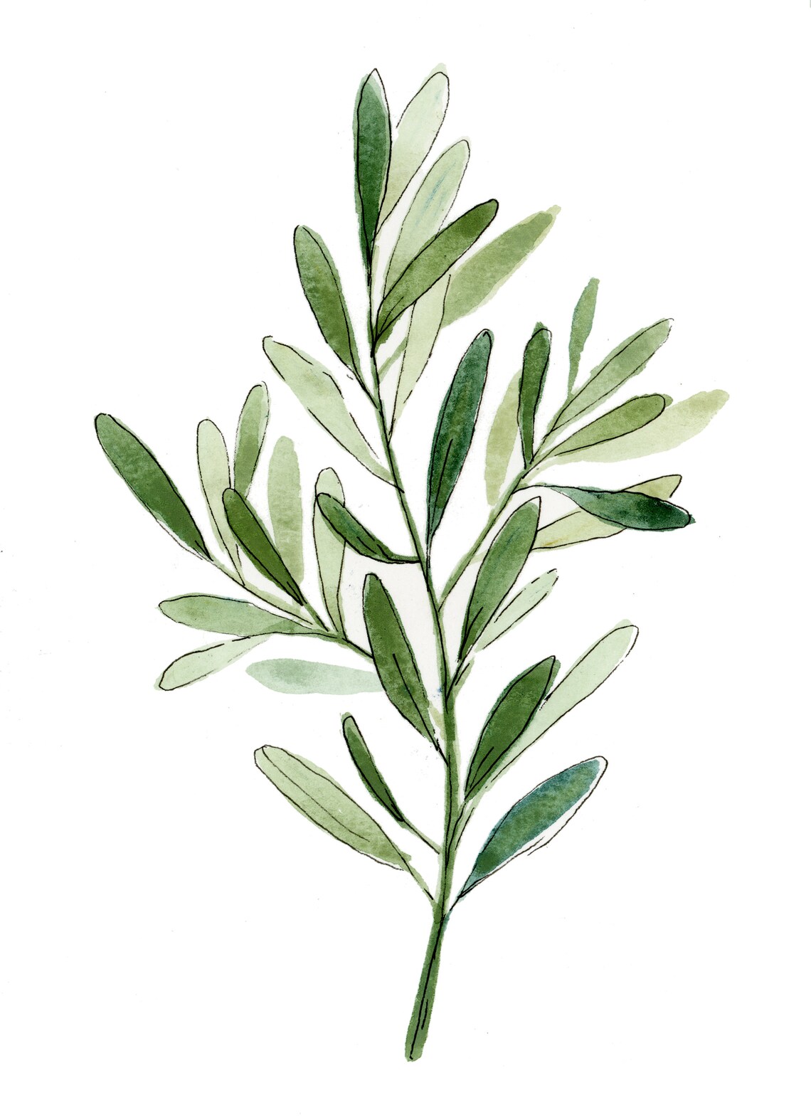 Olive Branch Botanical Art Print, Botanical Wall Art - Image 2