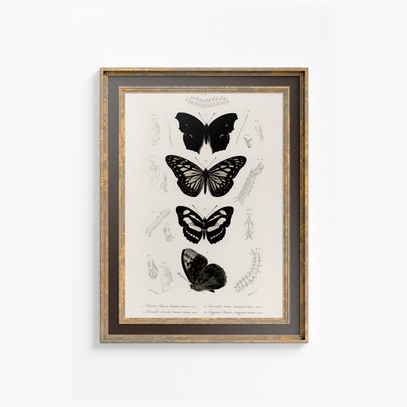 Black Butterflies Print Vintage Print Charles Dessalines Butterfly Poster Print Bohemian Print Large Artwork