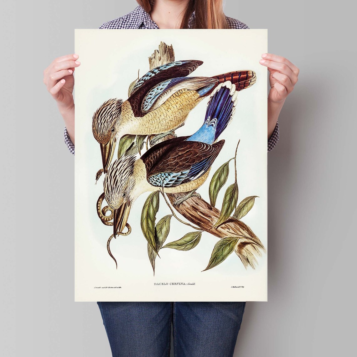 John Gould Fawn Breasted Kingfishers With Snake Australia Poster - Image 3