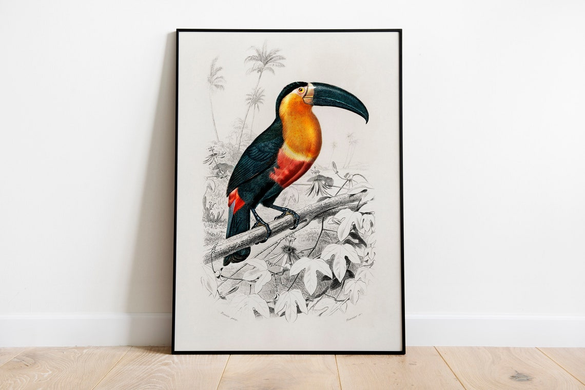 Classic Vintage Toucan Illustration Natural History Bird Art Poster