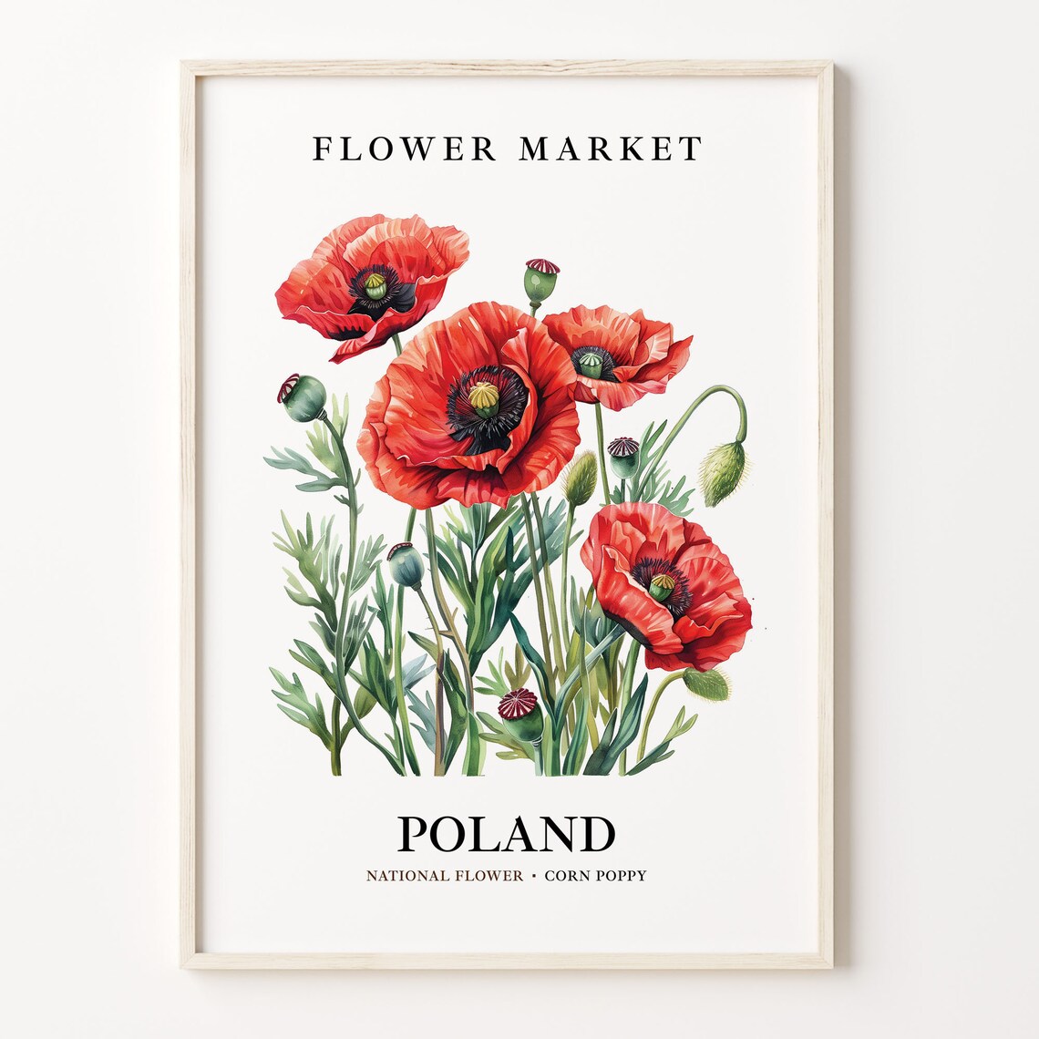 Poland Corn Poppy Botanical Art Print, 1960s