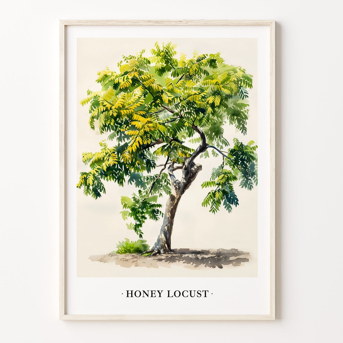 Honey Locust Tree Watercolor Botanical Green Leaf Tree Art Poster